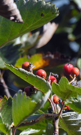Sorbus intermedia fruit