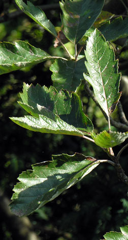 Sorbus intermedia leaves