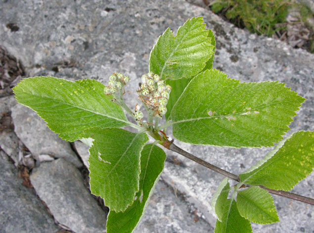 Sorbus lancastriensis