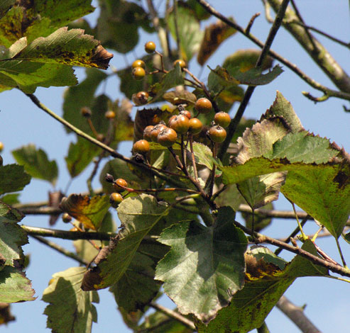 Sorbus latifolia