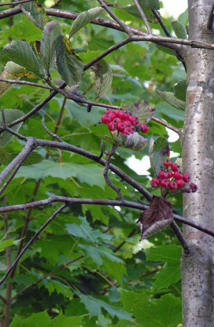 Sorbus porrigentiformis fruit