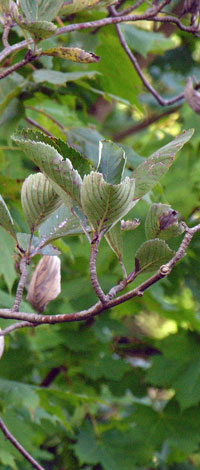 Sorbus porrigentiformis leaves