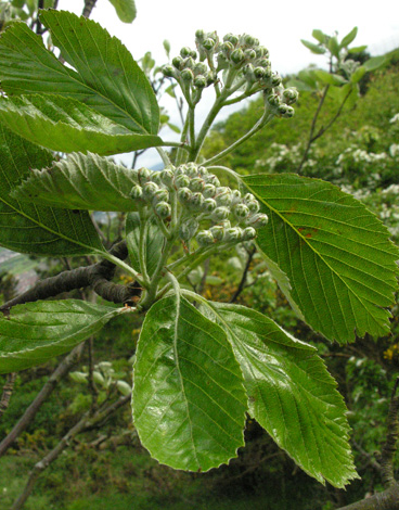 Sorbus rupicola buds