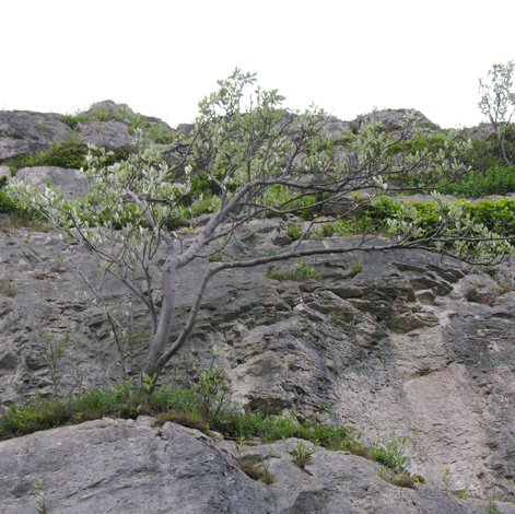 Sorbus rupicola habitat