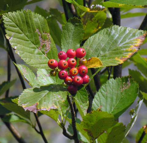 Sorbus whiteana