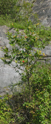 Sorbus whiteana whole