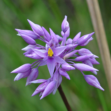 Sowerbaea laxiflora close