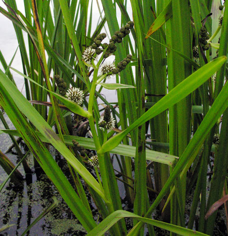 Sparganium erectum whole