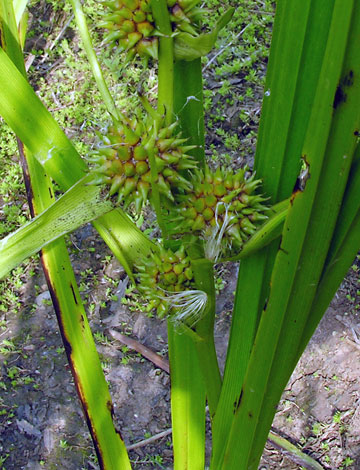 Sparganium erectum fruit