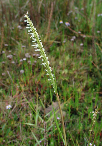 Spartina anglica