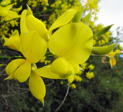 Spartium junceum flowers