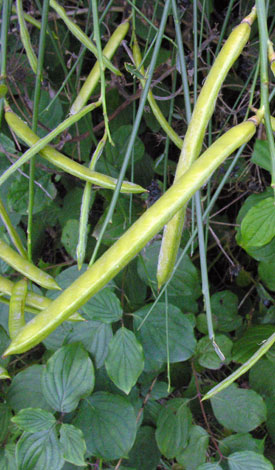 Spartium junceum fruit