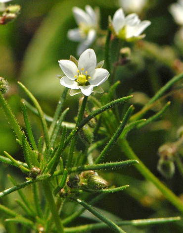 Spergula arvensis close