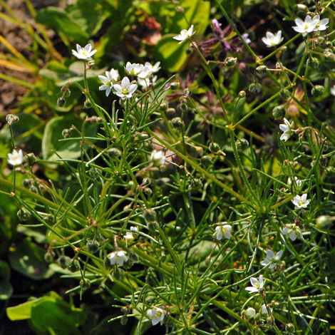 Spergula arvensis whole