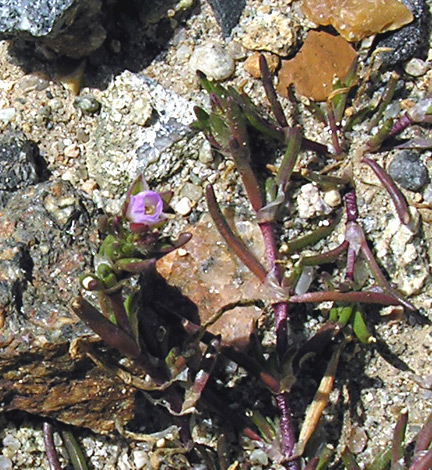 Spergularia bocconei