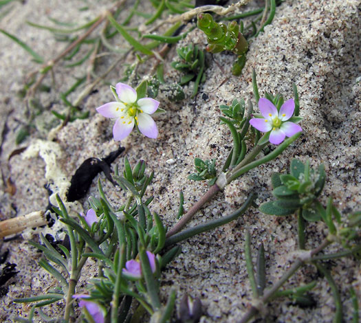 Spergularia marina