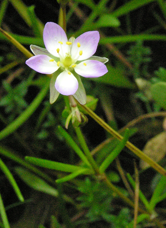 Spergularia media