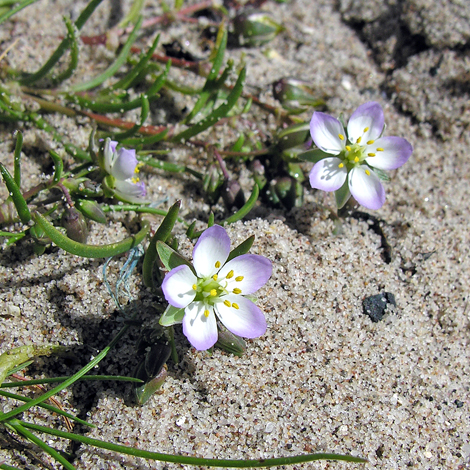 Spergularia media close