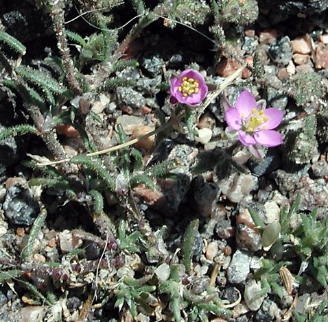 British Wild Plant: Spergularia rubra Sand spurrey