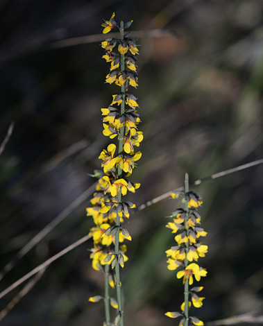 Spaheerolobium medium close