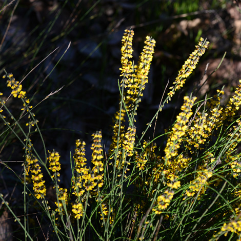 Spaheerolobium medium whole