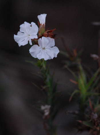 Sphenotoma drcaophylloides close