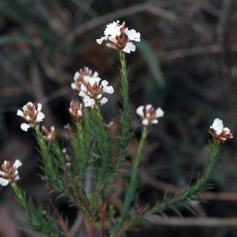 Sphenotoma drcaophylloides whole