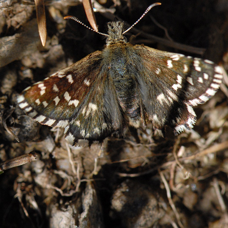 Spialia sertorius upper