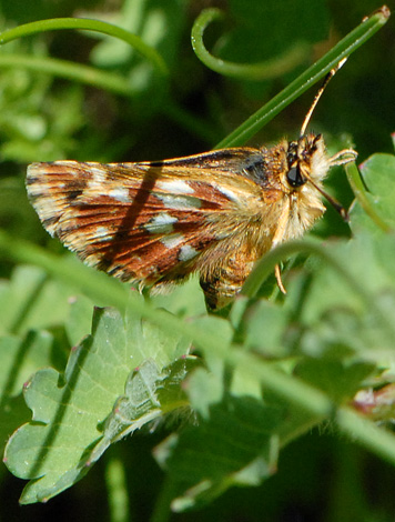 Spialia sertorius under