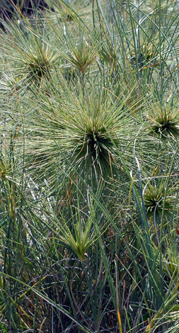 Spinifex hirsutus close