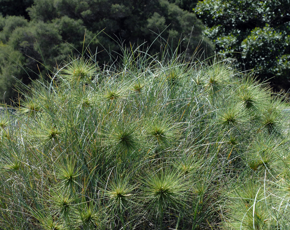 Spinifex hirsutus whole