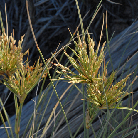 Spinifex longifolius
