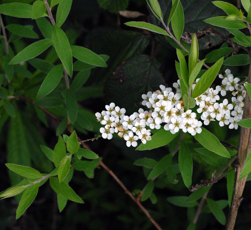 Spiraea x arguta