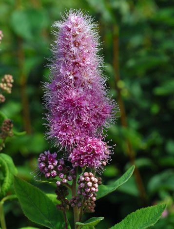 Spiraea x pseudosalicifolia flower spike