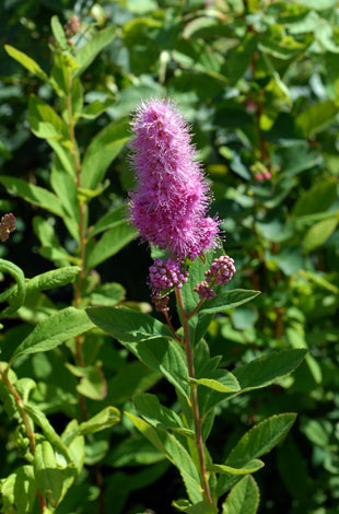 Spiraea x pseudosalicifolia whole