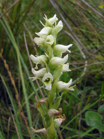 Spiranthes romanzoffiana