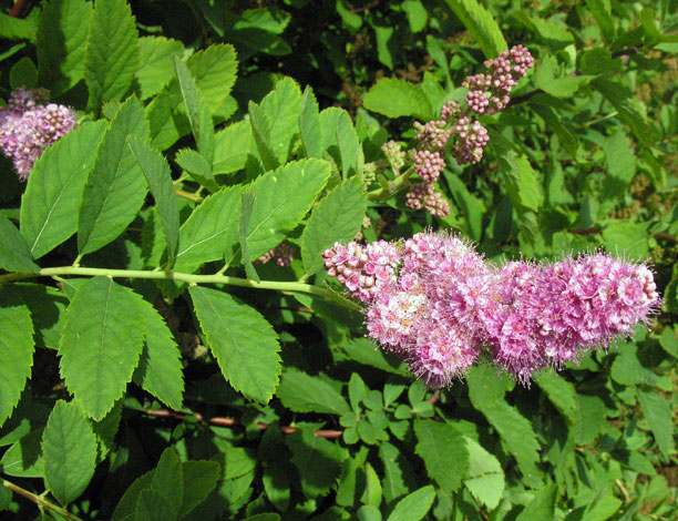 Spirea douglasii ssp douglasii