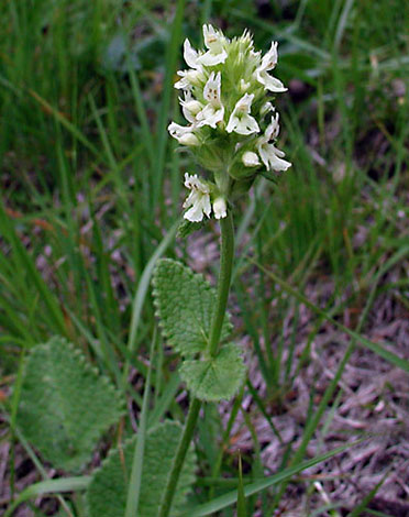 Stachys alopecuros