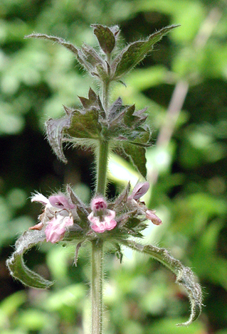 Stachys alpina