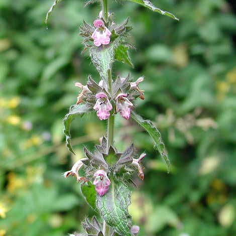 Stachys alpina close