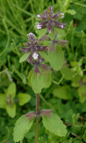 Stachys arvensis whole