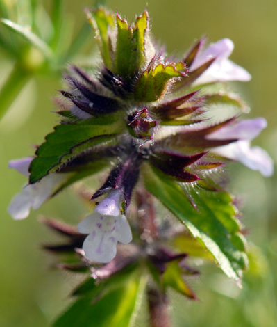 Stachys arvensis close