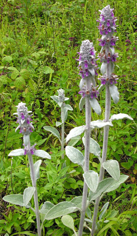 Stachys byzantina