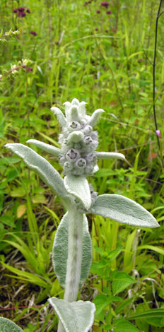 Stachys byzantina bud