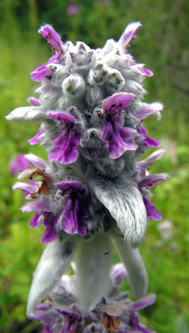 Stachys byzantina flower