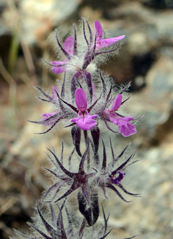 Stachys lavandulifolia close