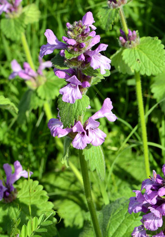 Stachys macrantha close