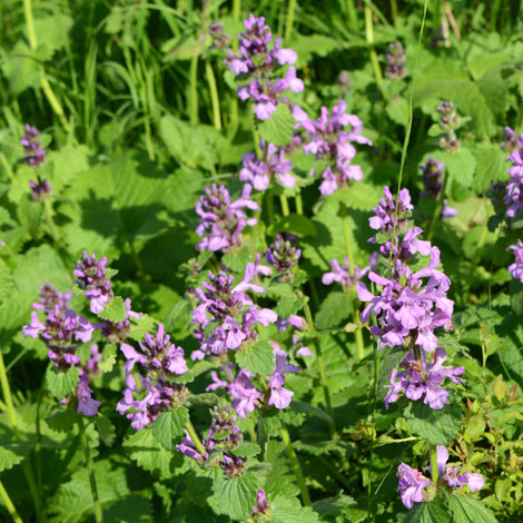 Stachys macrantha whole