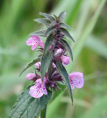 Stachys palustris