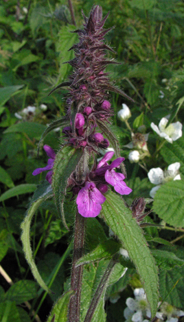 Stachys palustris close